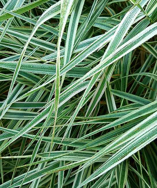 Carex morrowii Ice Dance