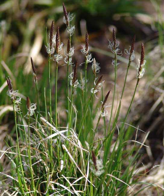 Carex Pennsylvanica, Pennsylvania Sedge