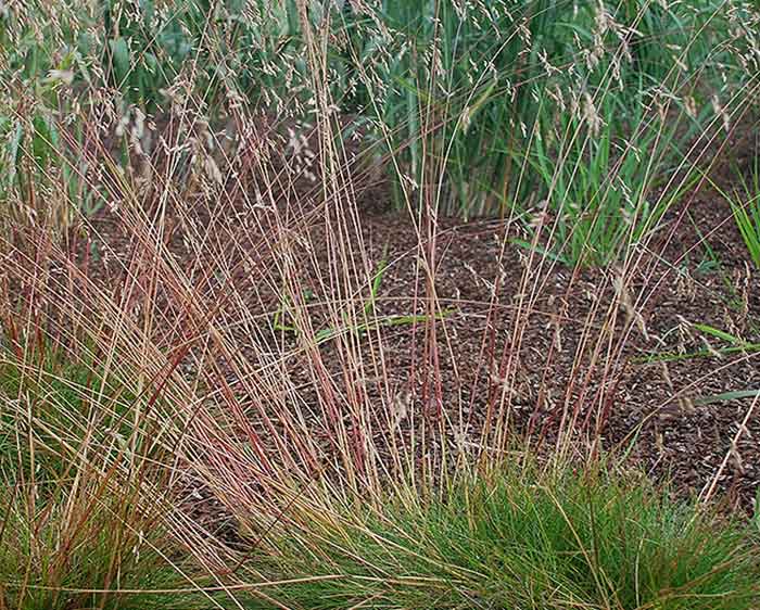 Deschampsia flexuosa