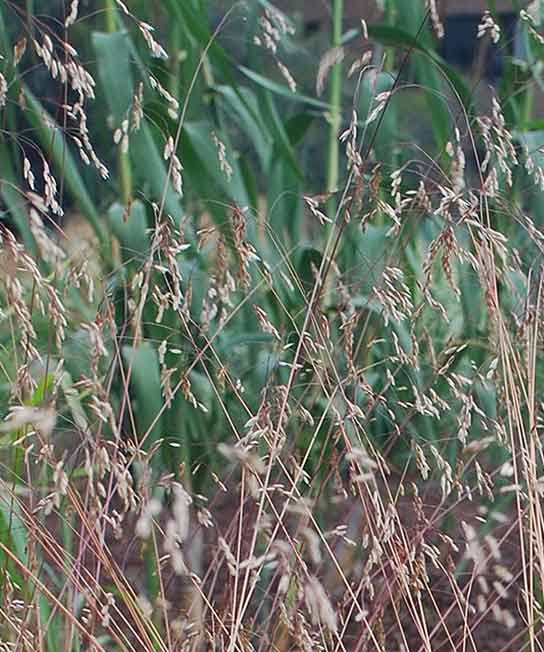 Deschampsia flexuosa