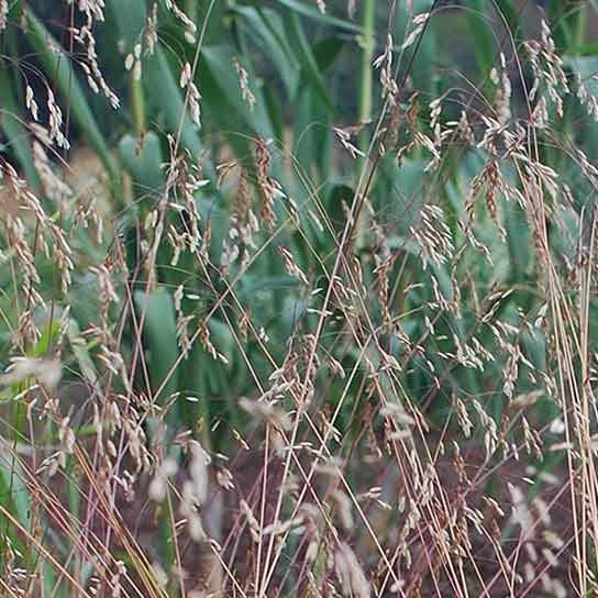 Deschampsia flexuosa