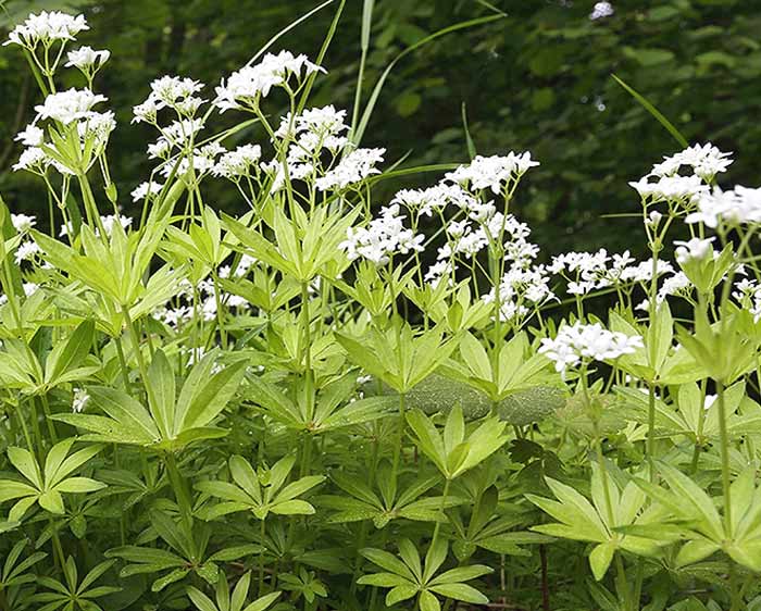 Galium odoratum, Sweet Woodruff