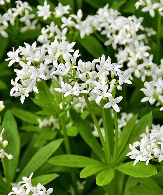 Galium odoratum, Sweet Woodruff