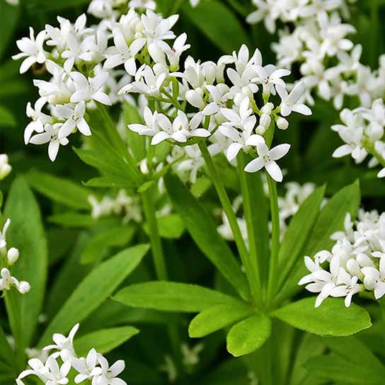 Galium odoratum