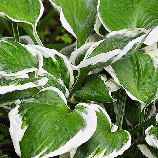 Hosta Patriot