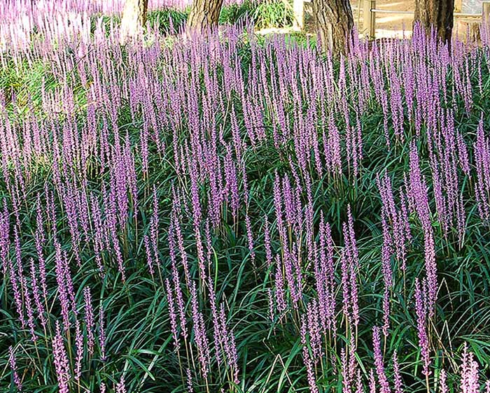 Liriope muscari Big Blue