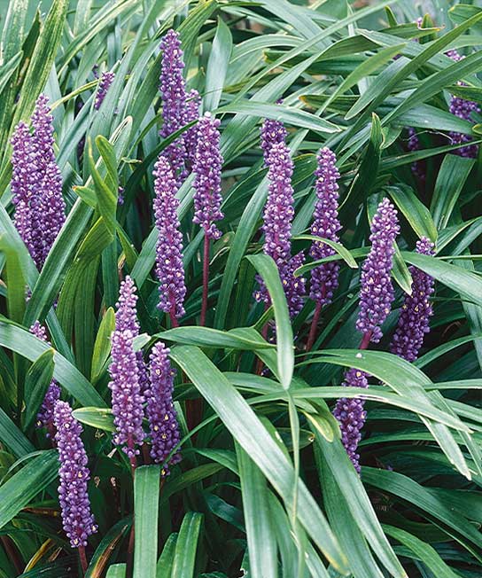 Liriope muscari Big Blue