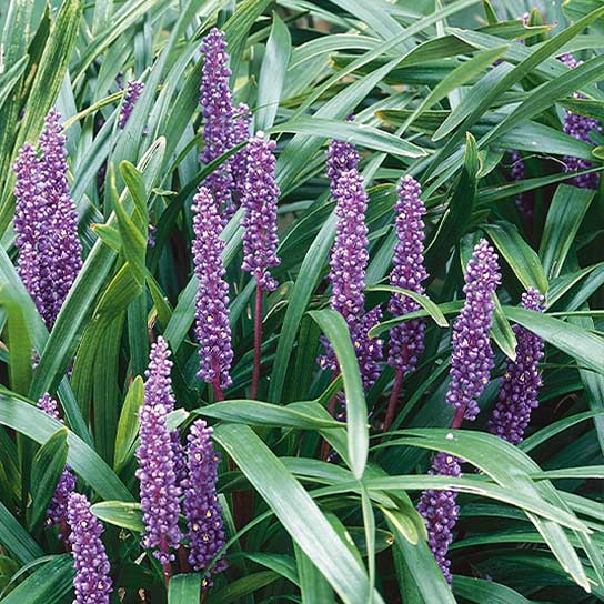 Liriope muscari Big Blue