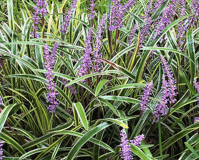 Liriope muscari Variegata