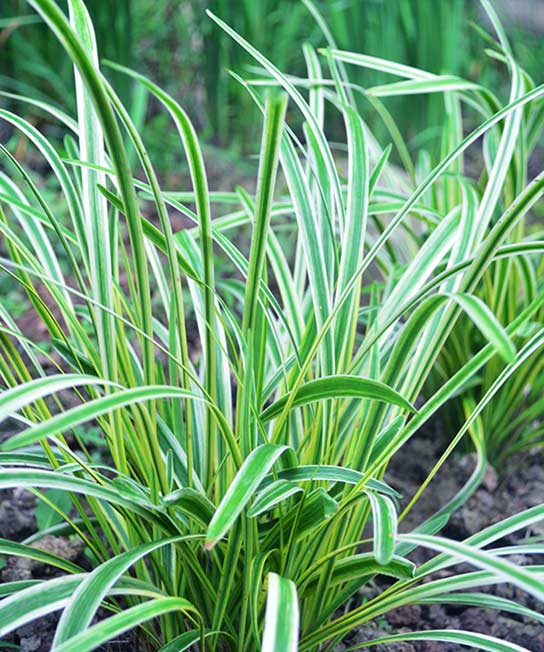 Liriope muscari Variegata