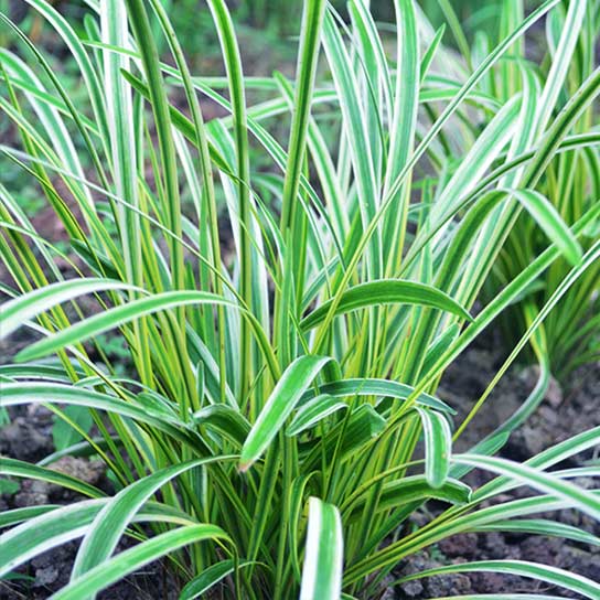 Liriope muscari Variegata