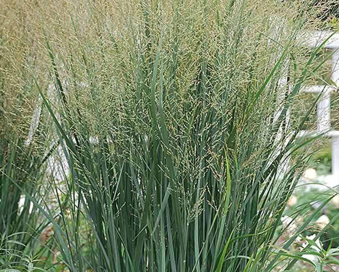 Panicum virgatum Heavy Metal