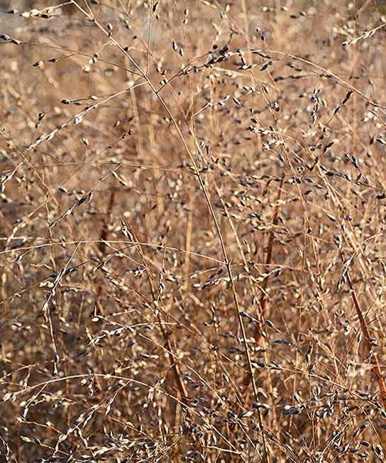 Panicum virgatum Heavy Metal