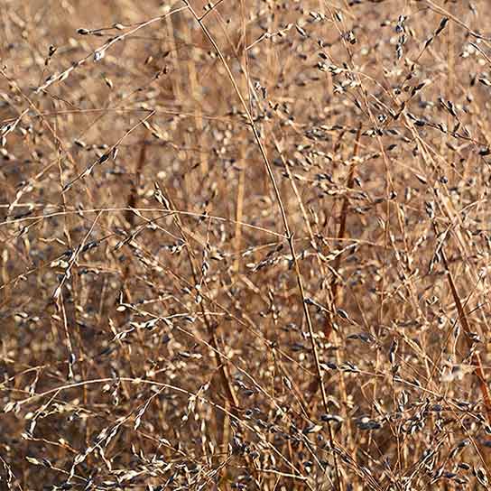 Panicum virgatum Heavy Metal