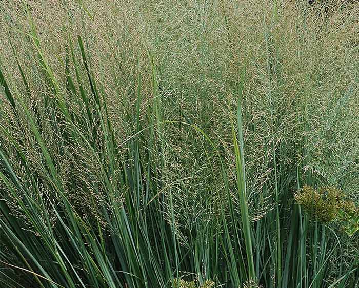 Panicum virgatum Northwind