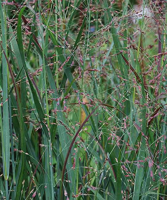 Panicum virgatum Northwind