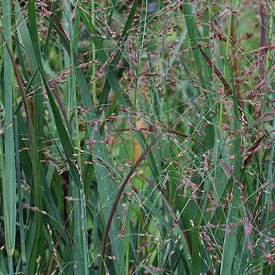 Panicum virgatum Northwind