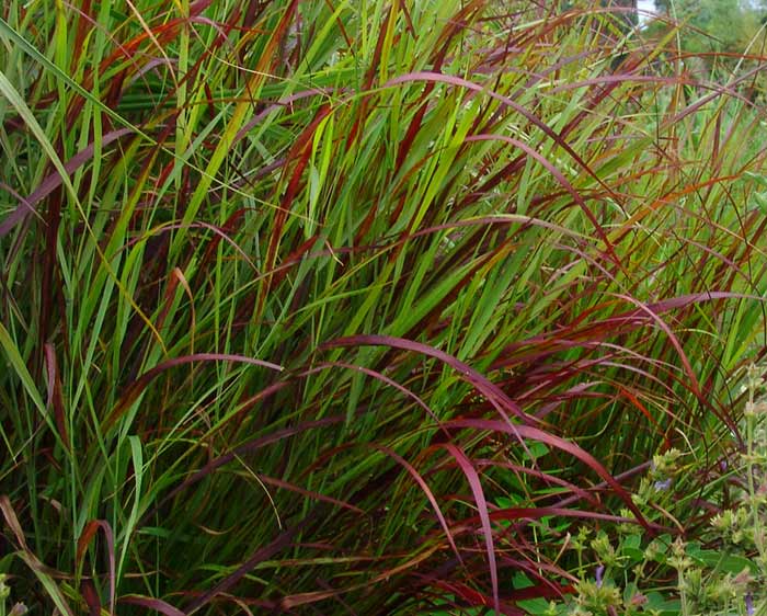 Panicum virgatum Shenandoah