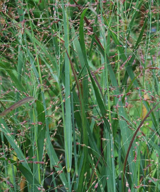 Panicum virgatum Shenandoah