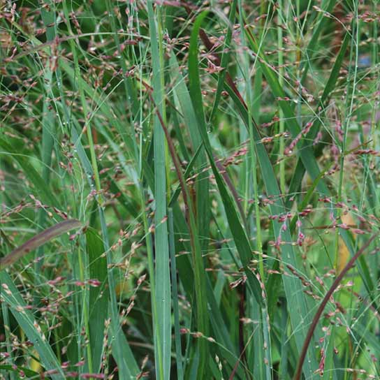 Panicum virgatum Shenandoah