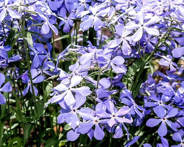 Phlox divaricata