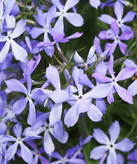 Phlox divaricata