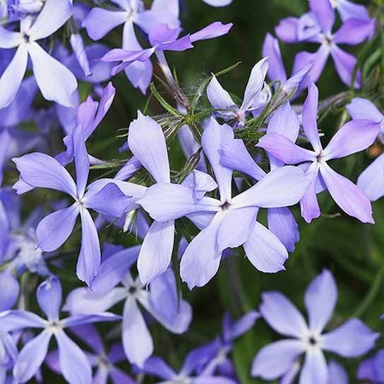 Phlox divaricata