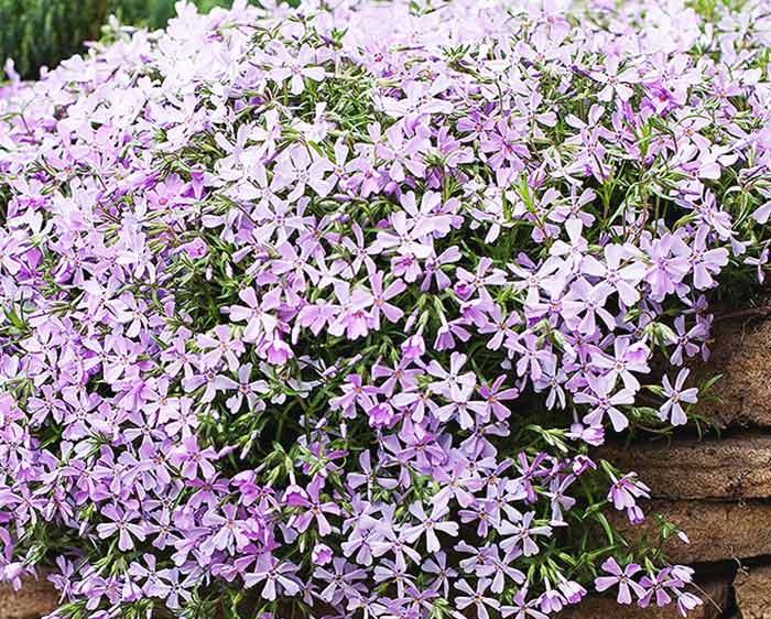 Phlox subulata