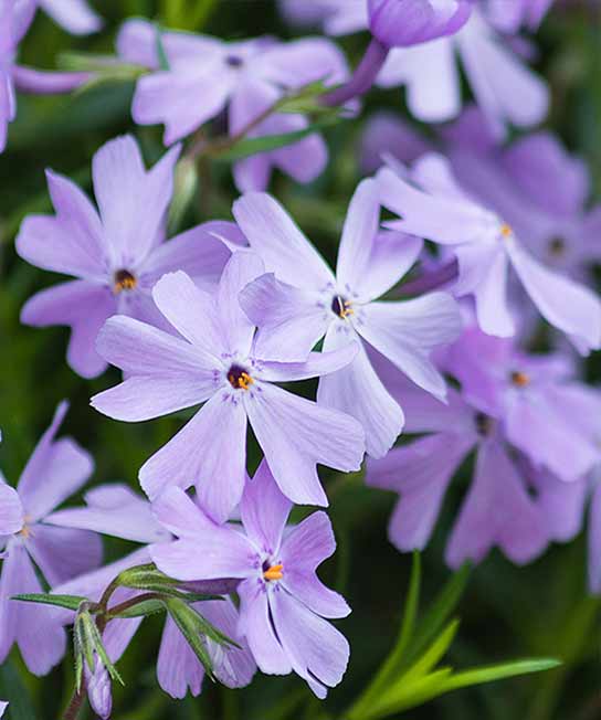 Phlox subulata