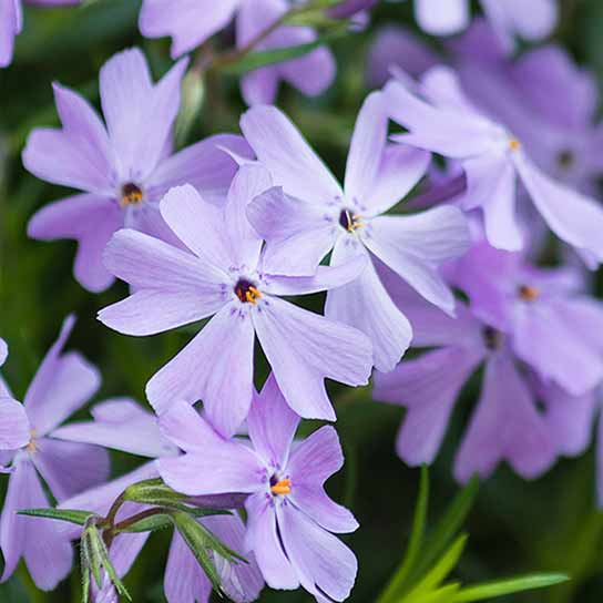 Phlox subulata Emerald Blue