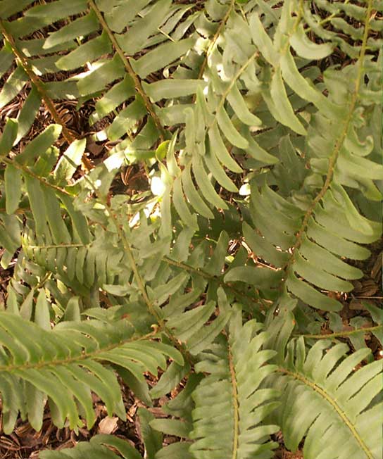 Polystichum acrostichoides