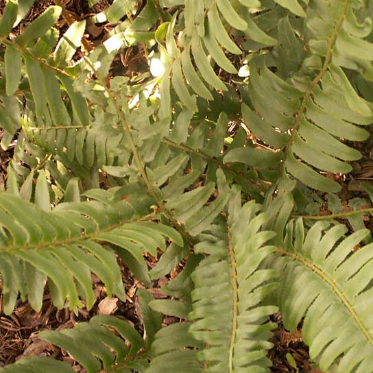 Polystichum acrostichoides