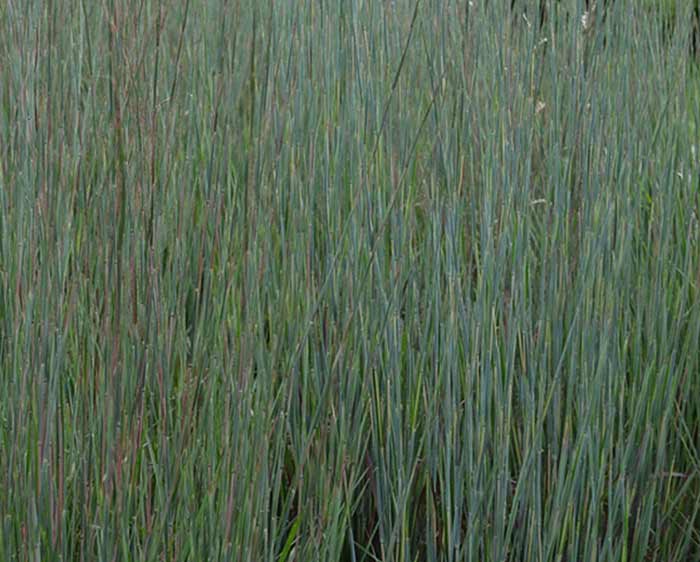 Schizachyrium scoparium