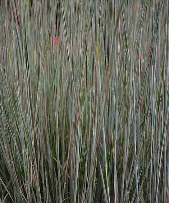 Schizachyrium scoparium