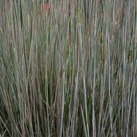 Schizachyrium scoparium Standing Ovation