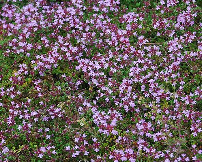 Thymus praecox Coccineus