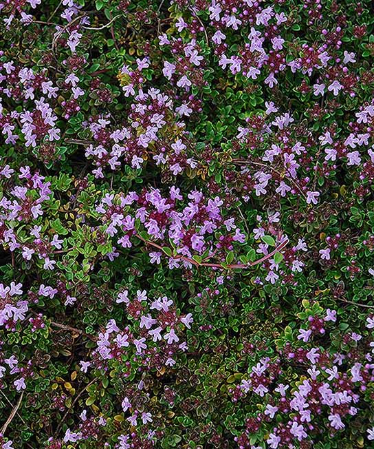 Thymus praecox Coccineus