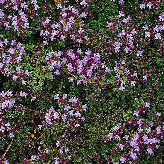 Thymus praecox Coccineus