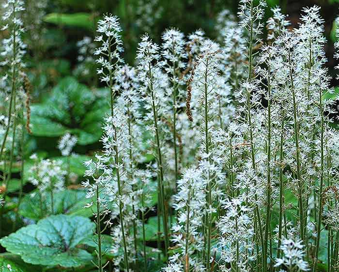 Tiarella cordifolia