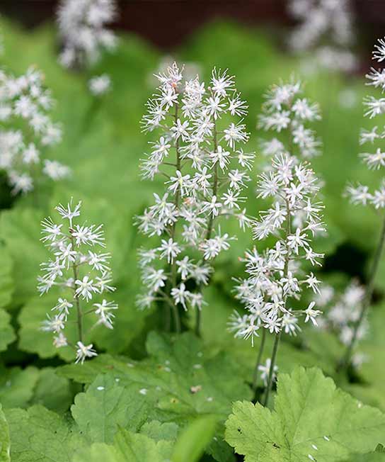 Tiarella cordifolia