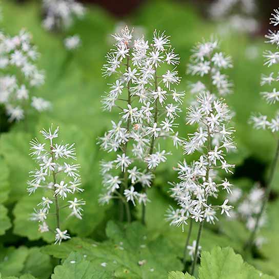 Tiarella cordifolia, Foam Flower